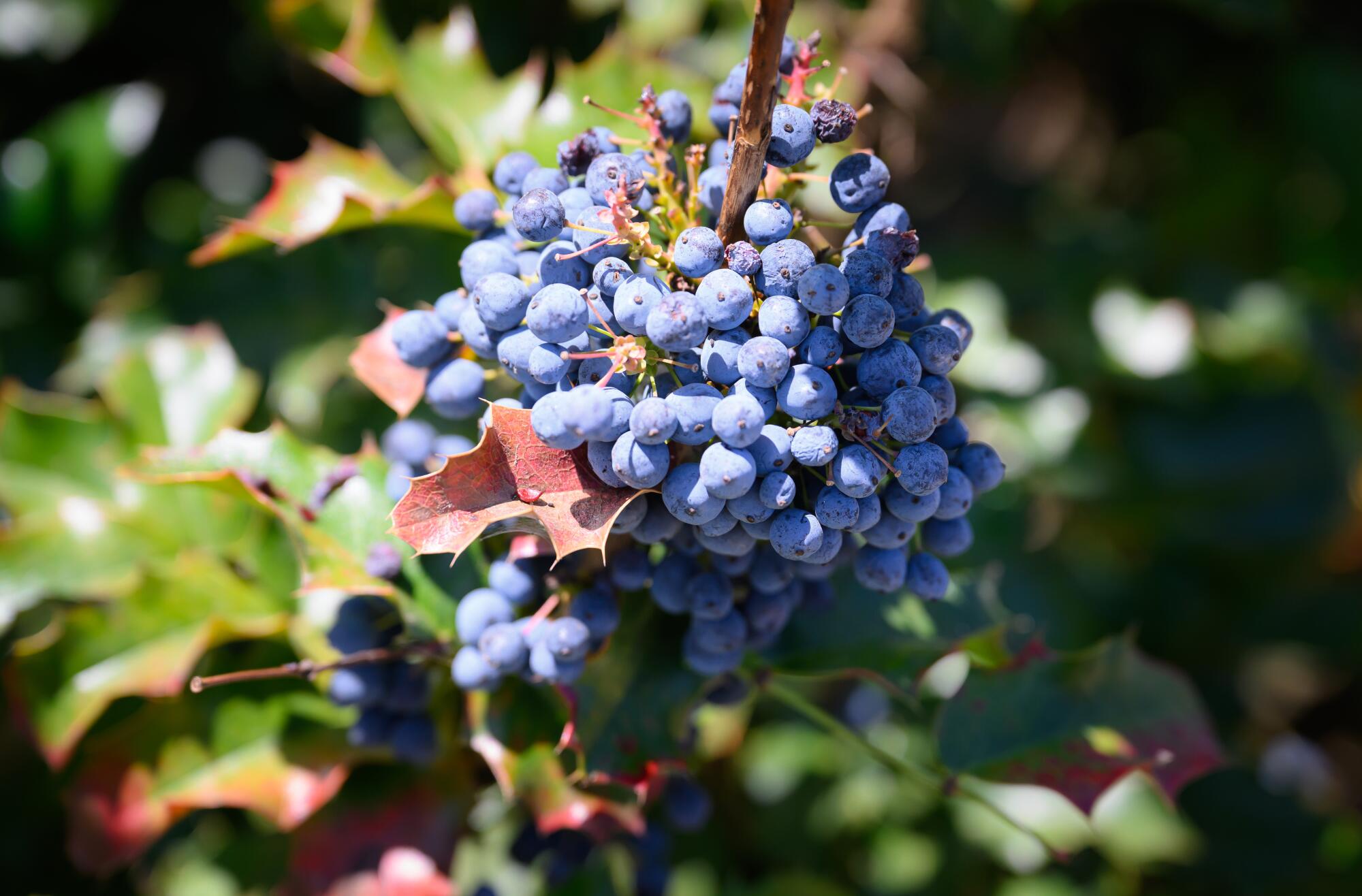 Blueberries grow at EARTHseed Farm.